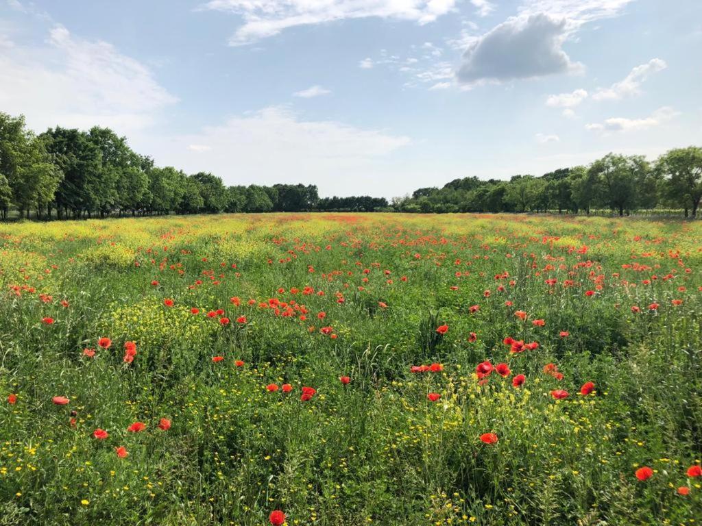 Relais Agrituristico Ormesani Villa San Liberale Kültér fotó